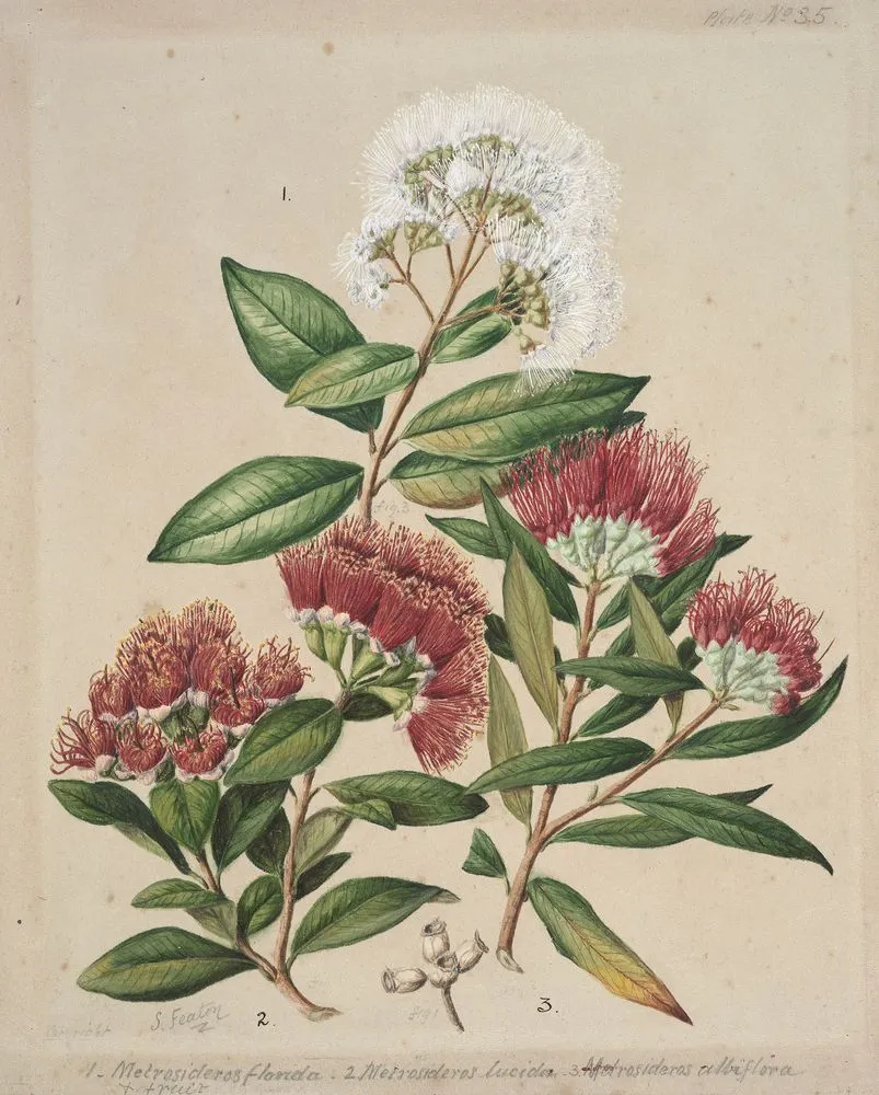 1. White rata. 2.Climbing rata. 3.Southern rata.