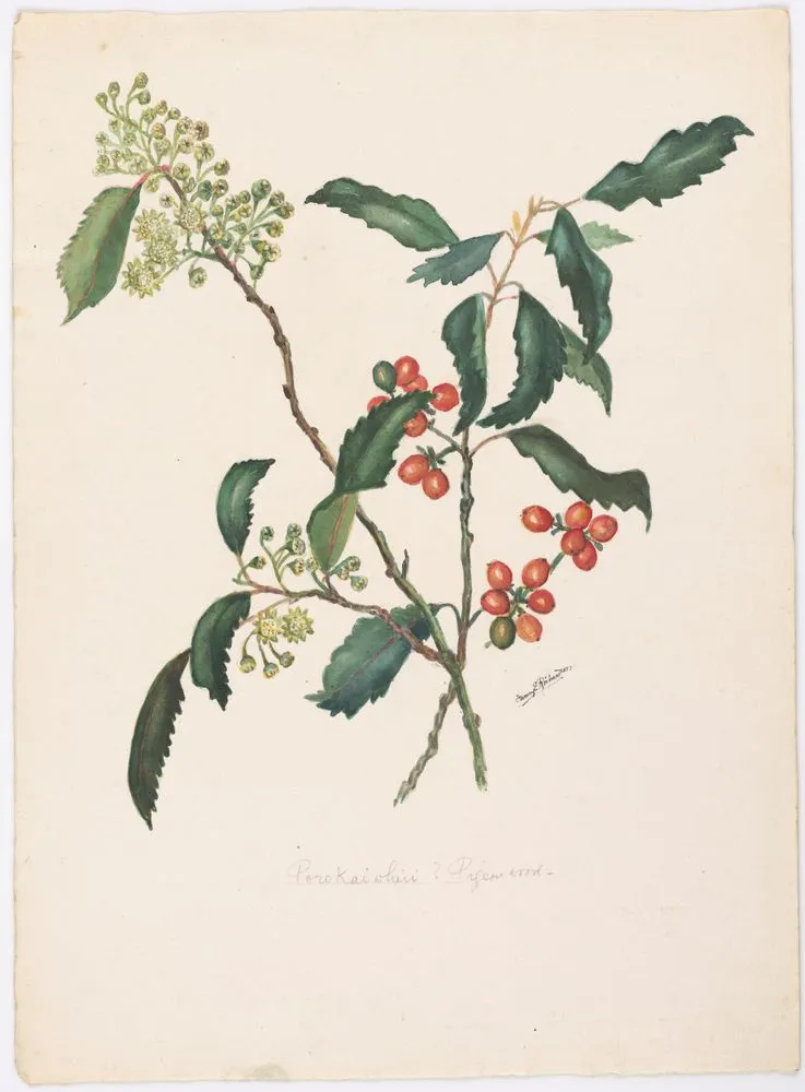 Porokaiwhiri, pigeonwood