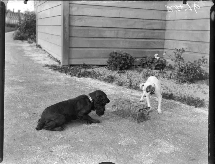 Two dogs peering at a rat in a cage