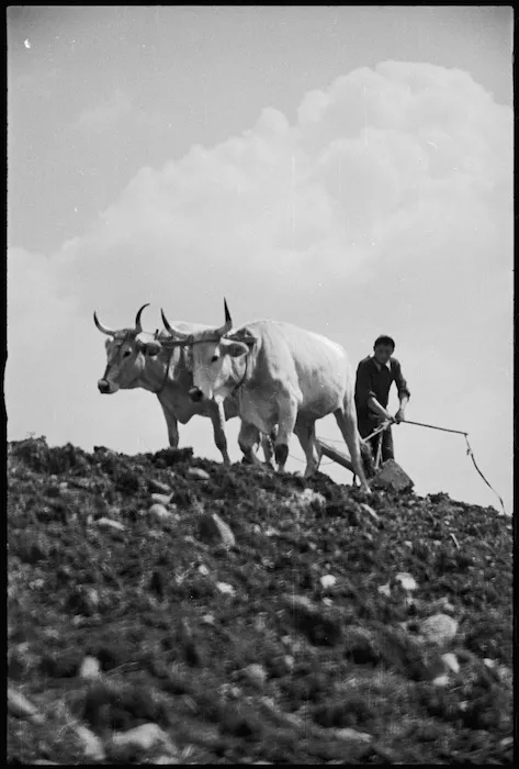 Italian farmer ploughing with oxen near the forward areas of the Italian Front, World War II - Photograph taken by George Kaye