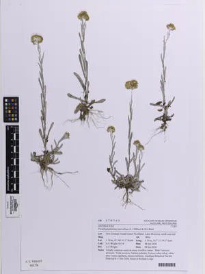Pseudognaphalium luteoalbum