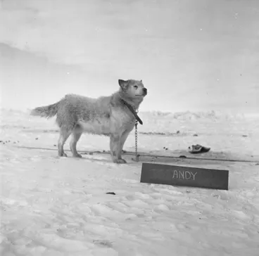 Image: 'Andy' the Husky