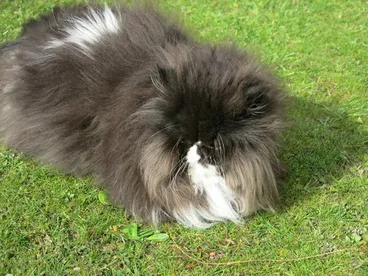 Domestic Cat Image: Domestic Cat