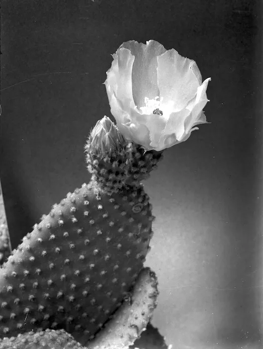 Flowering cactus