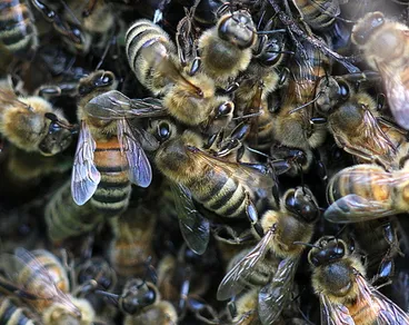 Image: Western Honey Bee