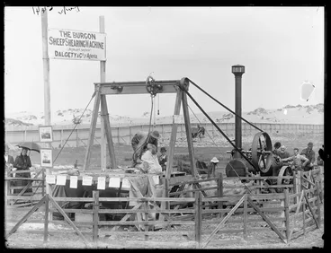 Image: [Burgon sheep shearing machine]