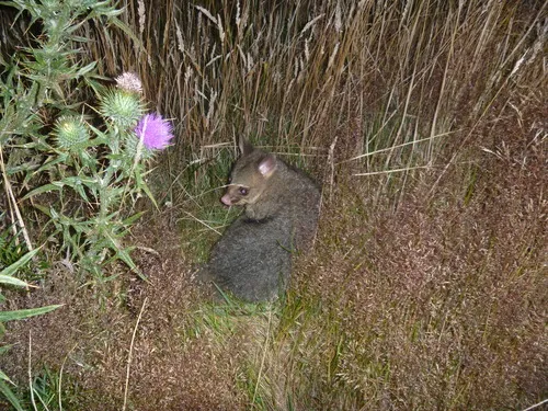 Possum