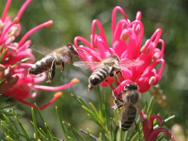 Image: Bee - Triple exposure.  On Grevillia flower