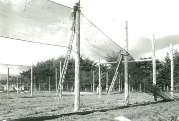 Image: Kiwifruit shelter, 27 May 1984