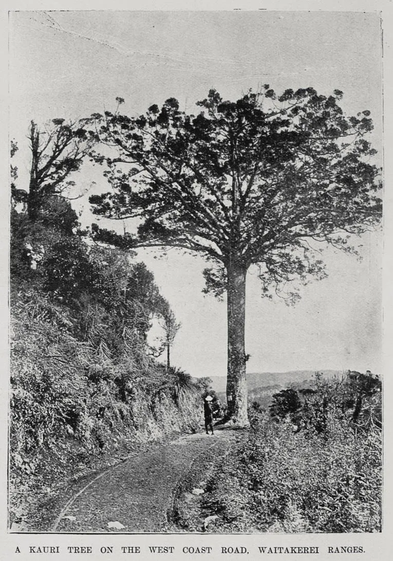 A Kauri tree on the West Coast Road, Waitakerei Rangers