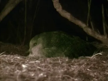 Image: Male kākāpō booming