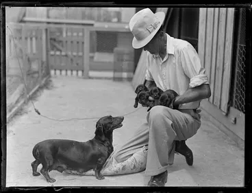 Image: Dachshund bitch watching her puppies being held by an unidentified man
