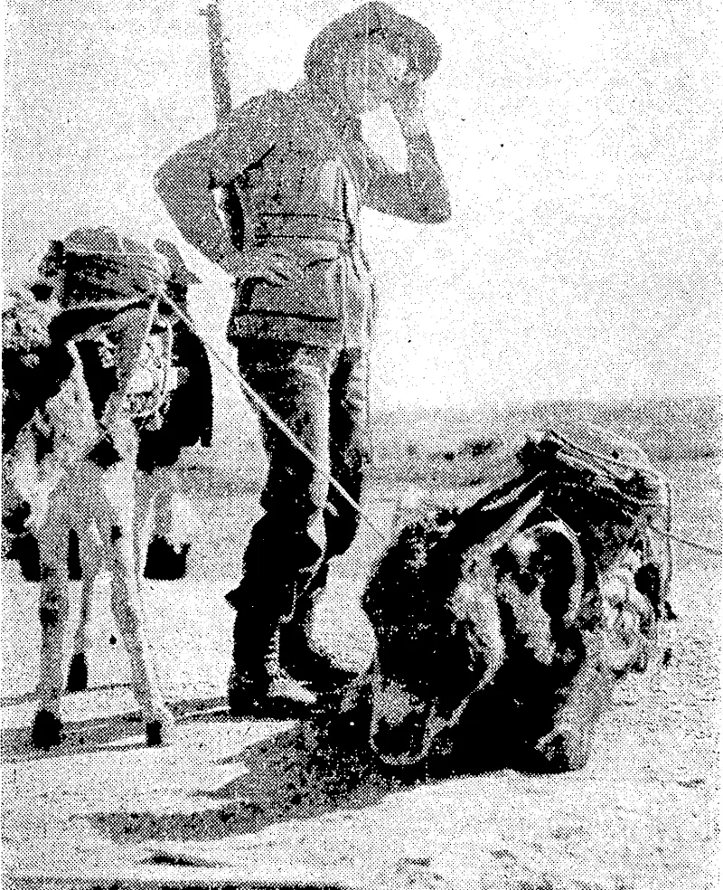 Empire troops in the Near East have had to adapt themselves to the handling of mules and donkeys on all sorts of difficult country. This Australian soldier is finding the situation harder than usual and is expressing his candid opinion of his problem.. (Evening Post, 17 June 1941)