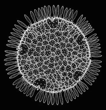 New Zealand sea daisy Image: New Zealand sea daisy