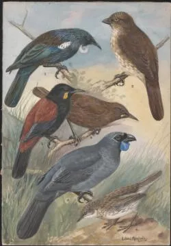 Tui, thrush and other bird species illustrations for an unpublished book on New Zealand birds, approximately 1934 / Lilian Medland