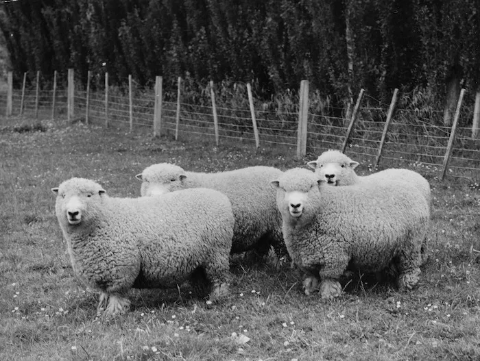 Romney Marsh stud rams
