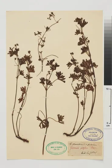 Image: Geranium solanderi Carolin