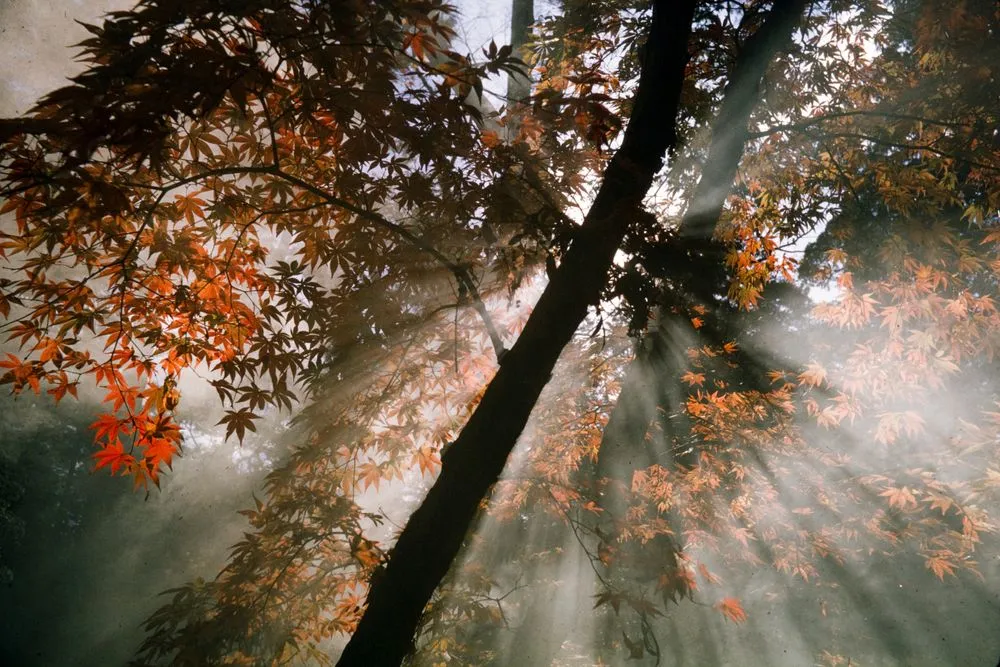 Japan Series: Autumn - Sanzen-in