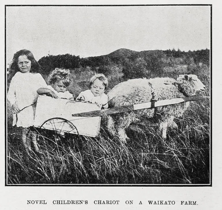 Novel Children's Chariot on a Waikato Farm