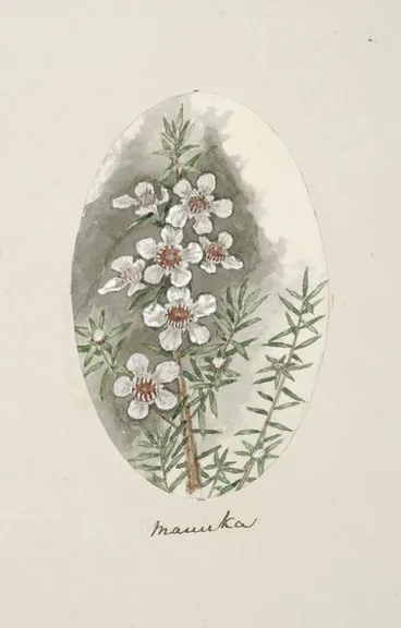 Image: Artist unknown :Manuka. [1868]