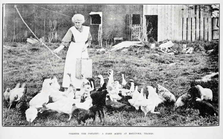Feeding the poultry: a farm scene at Matatoke, Thames