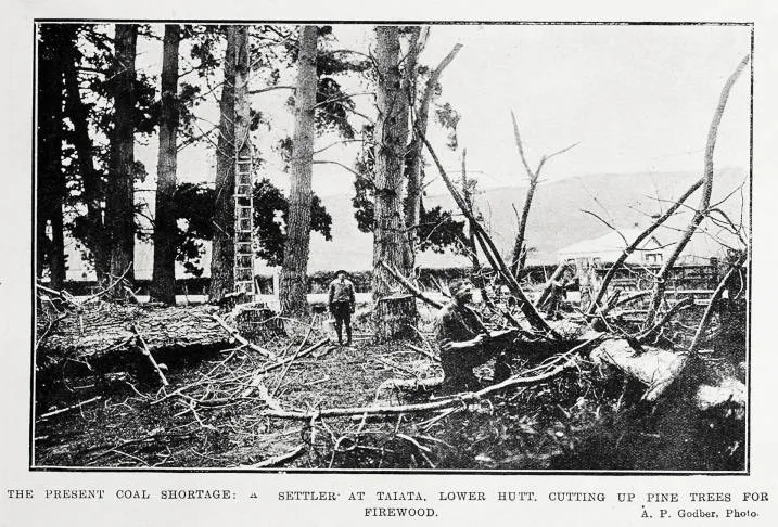 The present coal shortage: a settler at Taiata, Lower Hutt, cutting up pine trees for firewood