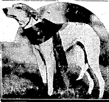 Image: LADY -FAME,, winner /of', the Puppy "Race""''at;'-the recent' Port Nicholson. Whip pet .Club's Meet- (Evening Post, 09 May 1936)