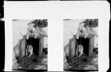 Image: Sled dogs, one inside a kennel and another sitting on top, Mount Cook National Park, Canterbury Region
