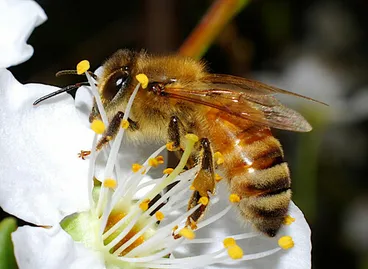 Image: Western Honey Bee