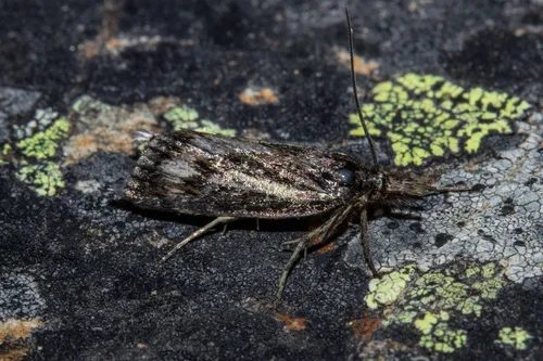 Orocrambus machaeristes