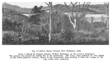 Image: Fig. 8—Native Potato Ground, Port Nicholson, 1840. From a Sketch by Captain Stanley, H.M.S. Britomart, in the writer's possession. The ground was cleared by setting fire to the underwood. The Crop, when gathered in, was placed on the raised platform (w...