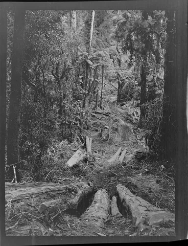 Image: Tree felling, view of a winch cable through an unknown forest to retrieve logged tree, Kakahi District, Manawatu-Whanganui Region