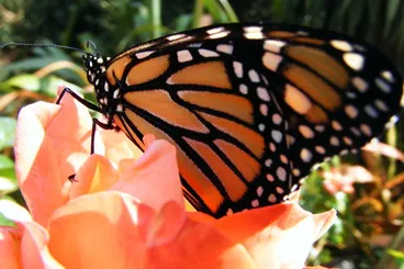 Image: Monarch