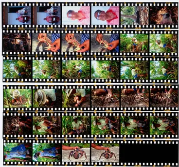 Image: Ioane Kaitara catching coconut crabs, Manihiki, Cook Islands