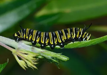 Image: Monarch