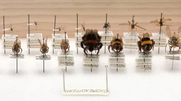 Image: Museum specimens