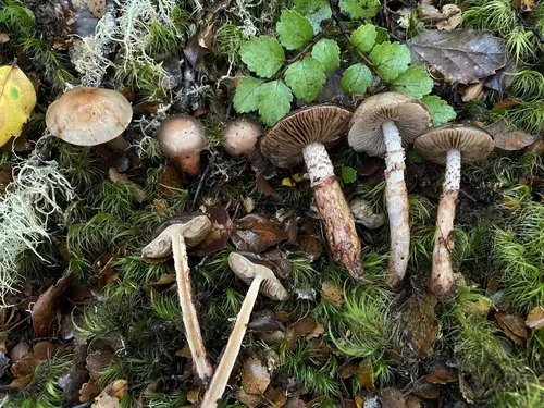 Cortinarius indolicus