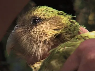 The Unnatural History of the Kākāpō