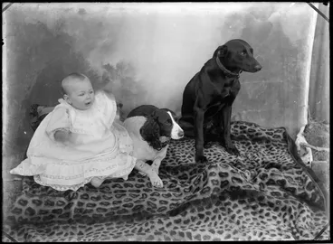 Image: Unidentified baby with two dogs sitting on a leopard print rug, probably Christchurch district