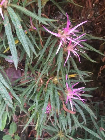 Image: Rhododendron stenopetalum