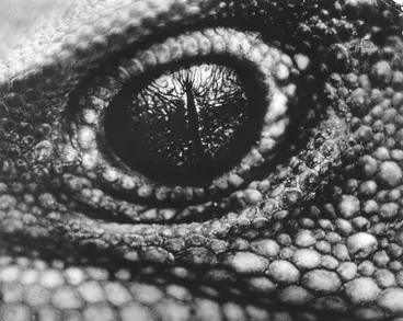 Image: The beautiful green-golden eye of the tuatara