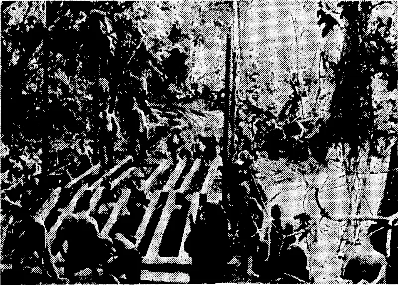 United States marines construct a bridge across a jungle stream on New Britain Island for wse by forces who pushed through the mud and underbrush to capture the twin Japanese airfields at Cape Gloucester, at the opposite end of the island from the important enemy base at Rabaul. (Evening Post, 01 March 1944)