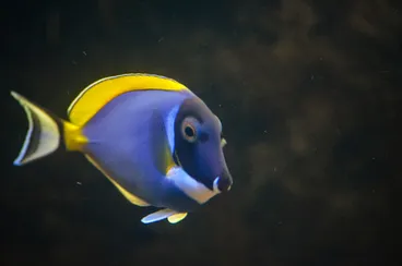 Image: Powder Blue Tang