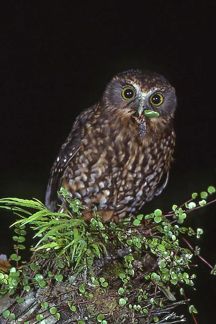 Morepork/Ruru (Ninox novaeseelandia) and Tanguru Chafer (Stethaspis suturalis)