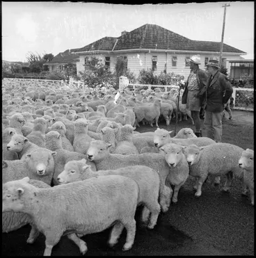 Image: "Annual Trek for Ewes"