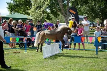 Image: A dog riding a pony : digital image