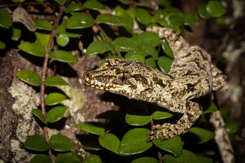 Forest Gecko