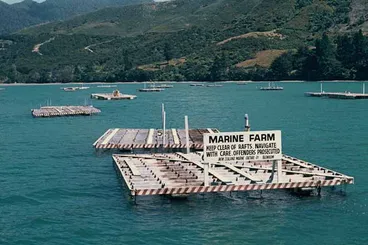 Image: Mussel farming