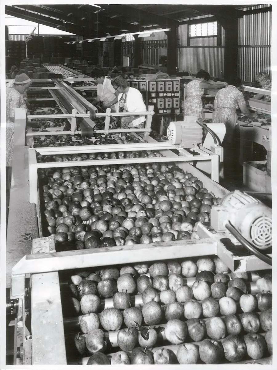Agriculture - Fruit Culture - Apples - Packing