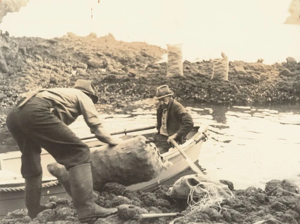 Ron Davie and Bill Tidy at Elephant Cove